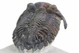 Detailed Hollardops Trilobite - Ofaten, Morocco #347764-5